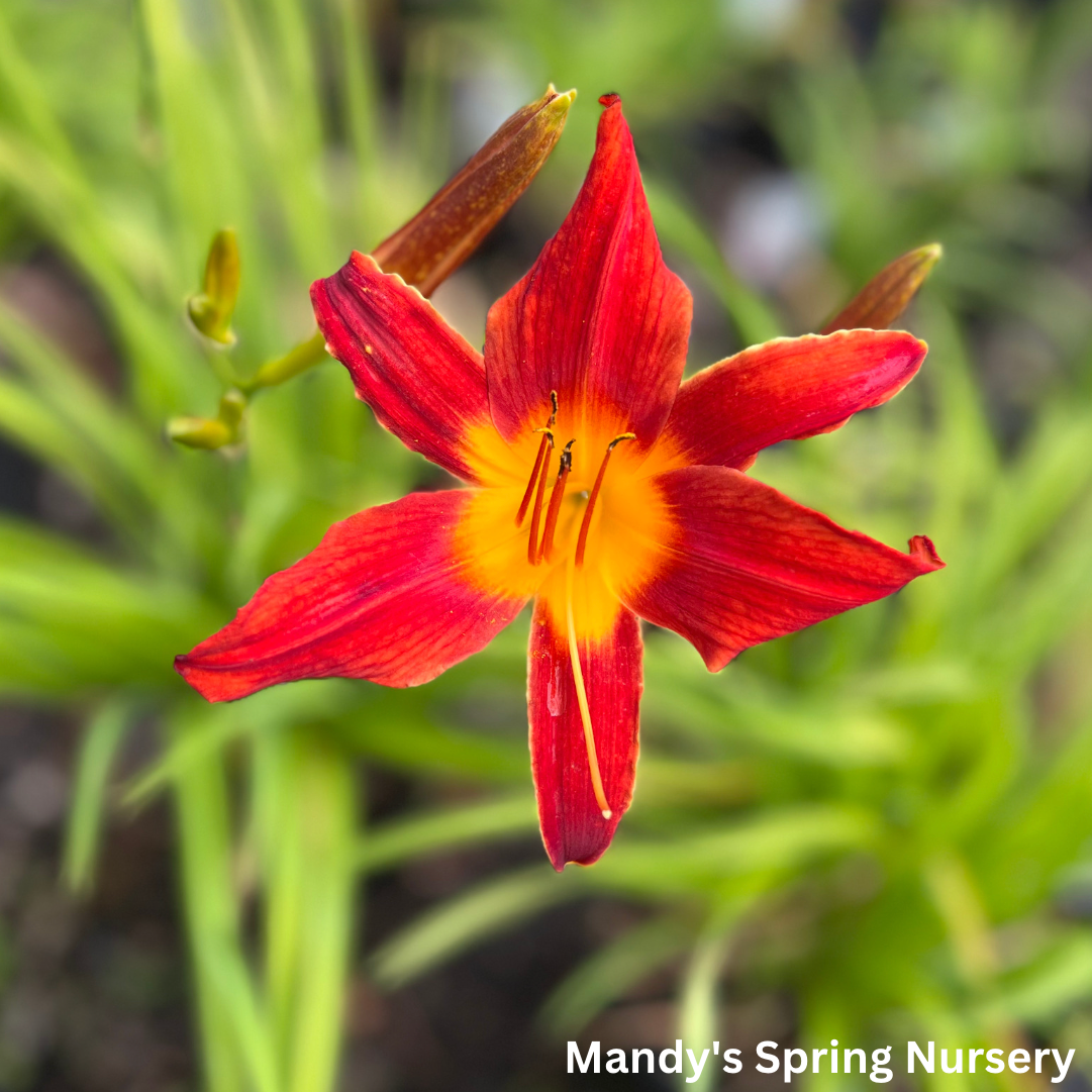 Indian Love Call Daylily | Hemerocallis