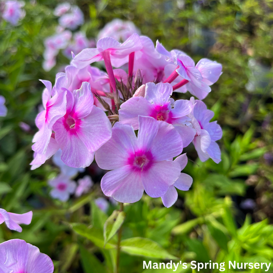 Opalescence Tall Garden Phlox | Phlox paniculata