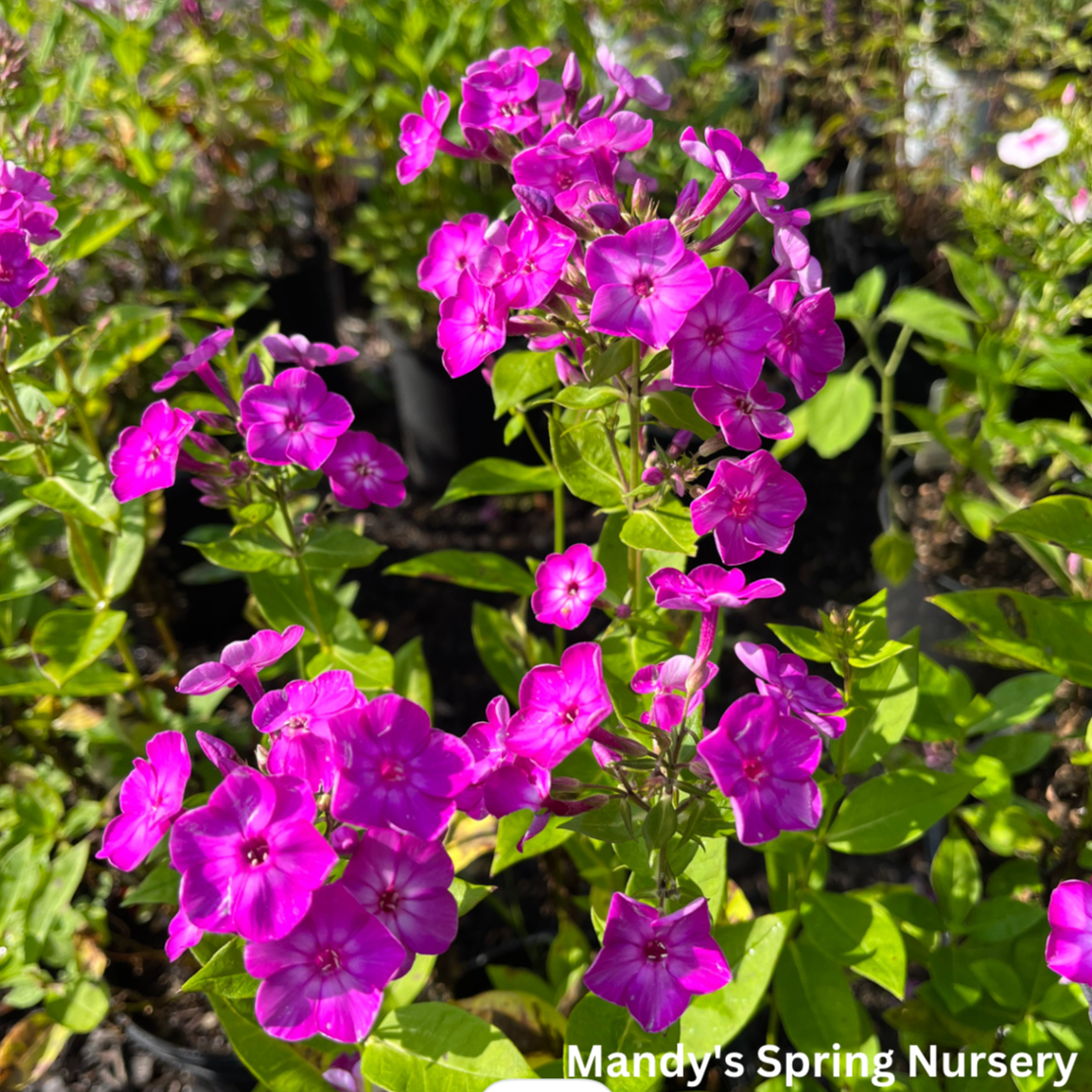 Purple Eye Flame Summer Phlox | Phlox paniculata