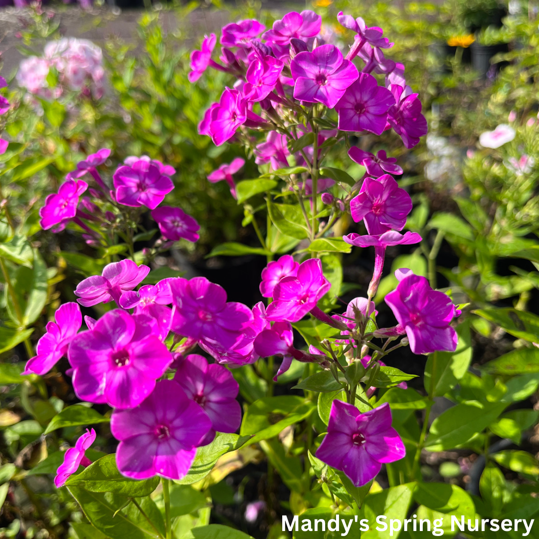 Purple Eye Flame Summer Phlox | Phlox paniculata