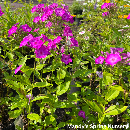 Purple Eye Flame Summer Phlox | Phlox paniculata