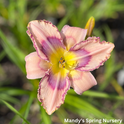 Handwriting On The Wall Reblooming Daylily | Hemerocallis