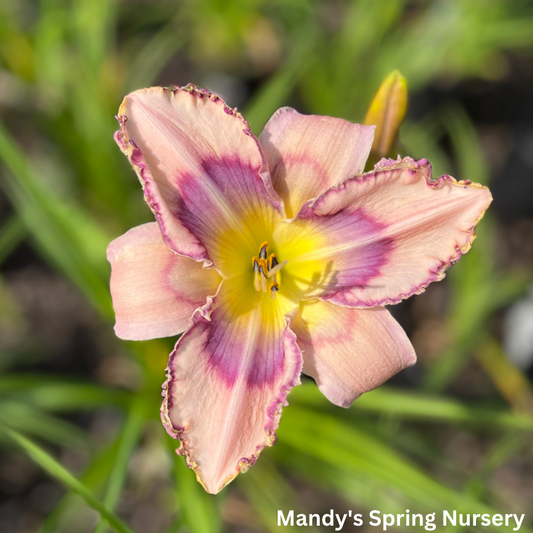 Handwriting On The Wall Reblooming Daylily | Hemerocallis