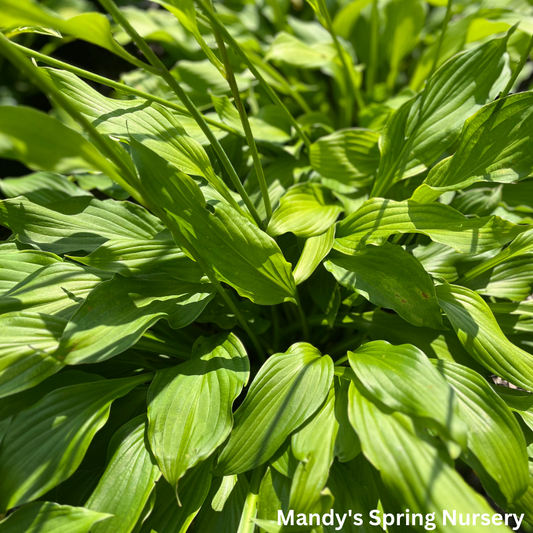 Royal Standard Hosta | Hosta 'Royal Standard'