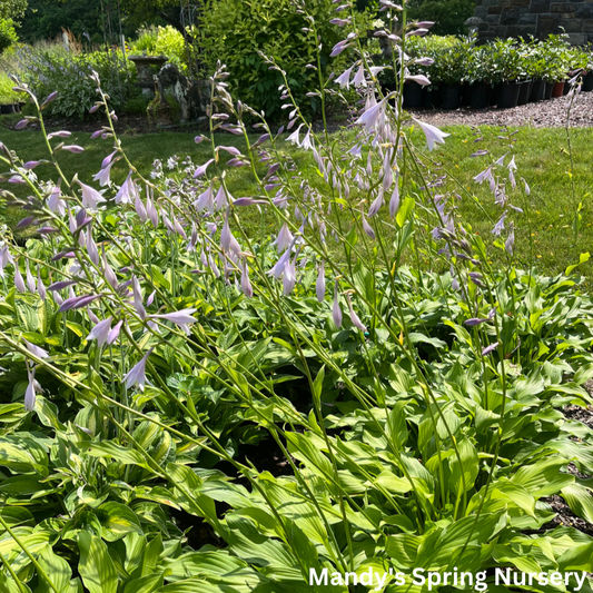 Royal Standard Hosta | Hosta 'Royal Standard'