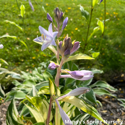 Loyalist Hosta | Hosta 'Loyalist'