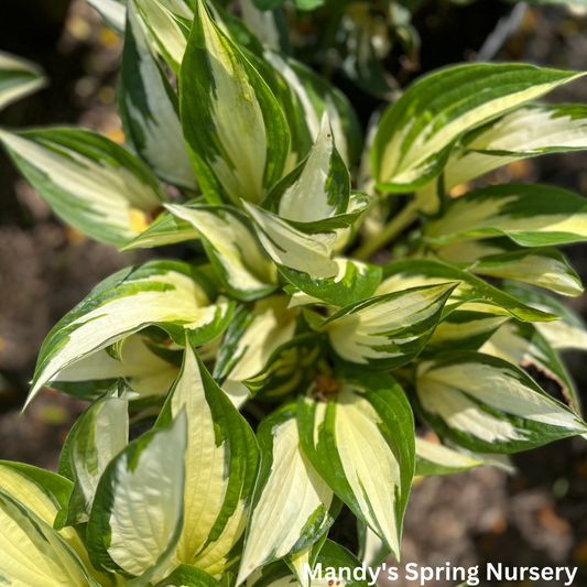 Loyalist Hosta | Hosta 'Loyalist'