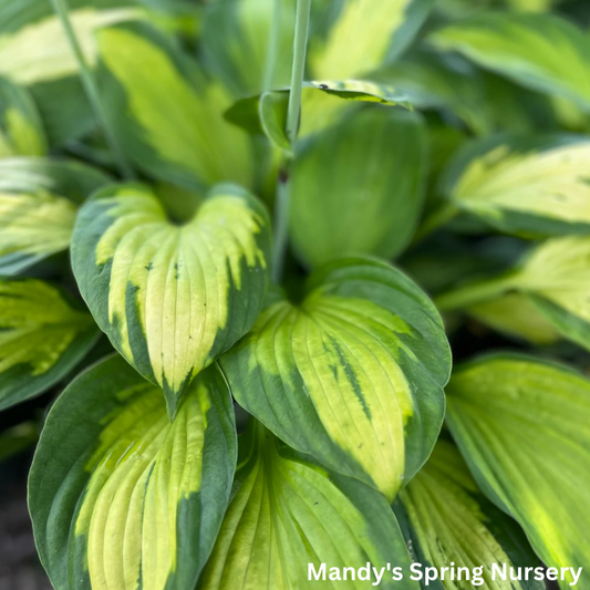 Captain Kirk Hosta | Hosta 'Captain Kirk'