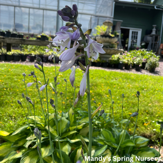 Captain Kirk Hosta | Hosta 'Captain Kirk'