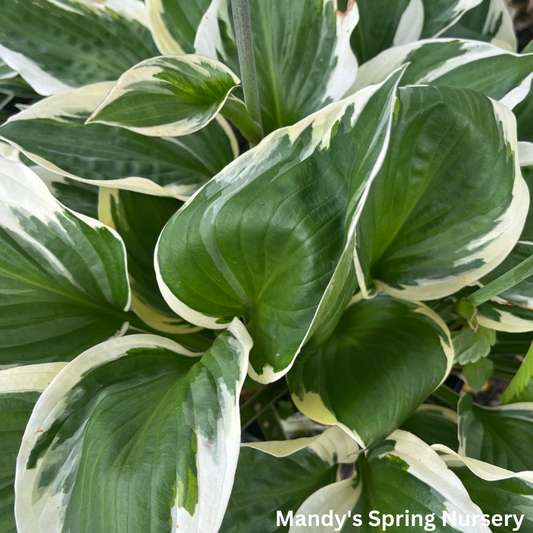 Patriot Hosta | Plantain Lily