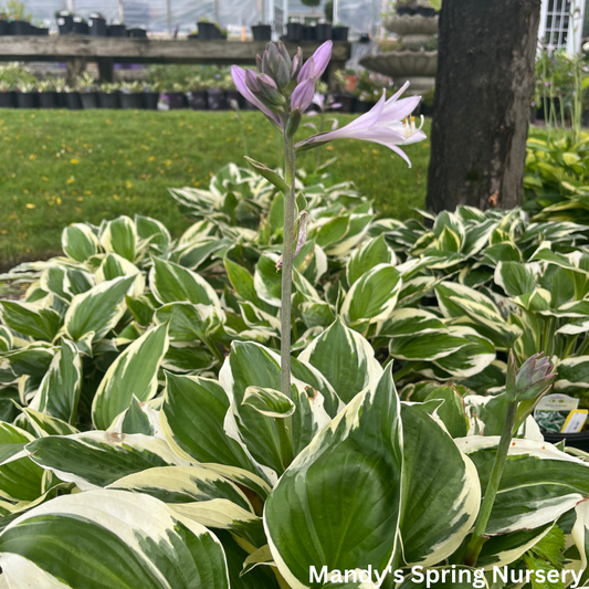 Patriot Hosta | Plantain Lily