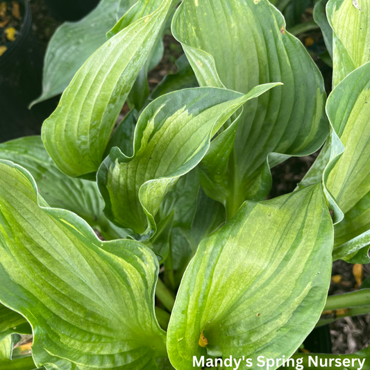 Color Festival Hosta | Hosta 'Color Festival'