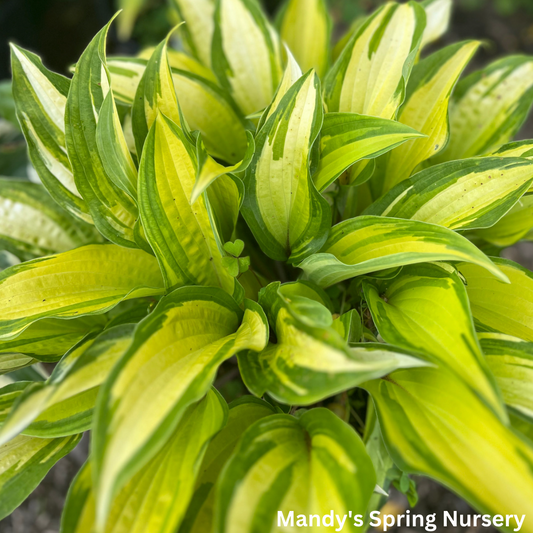 Orange Marmalade Hosta | Hosta 'Orange Marmalade'