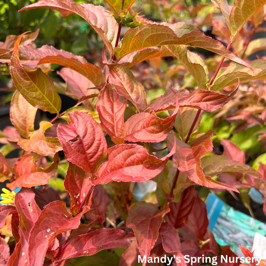 Dwarf Bush Honeysuckle | Diervilla lonicera