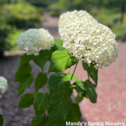 Annabelle Smooth Hydrangea | Hydrangea arborescens