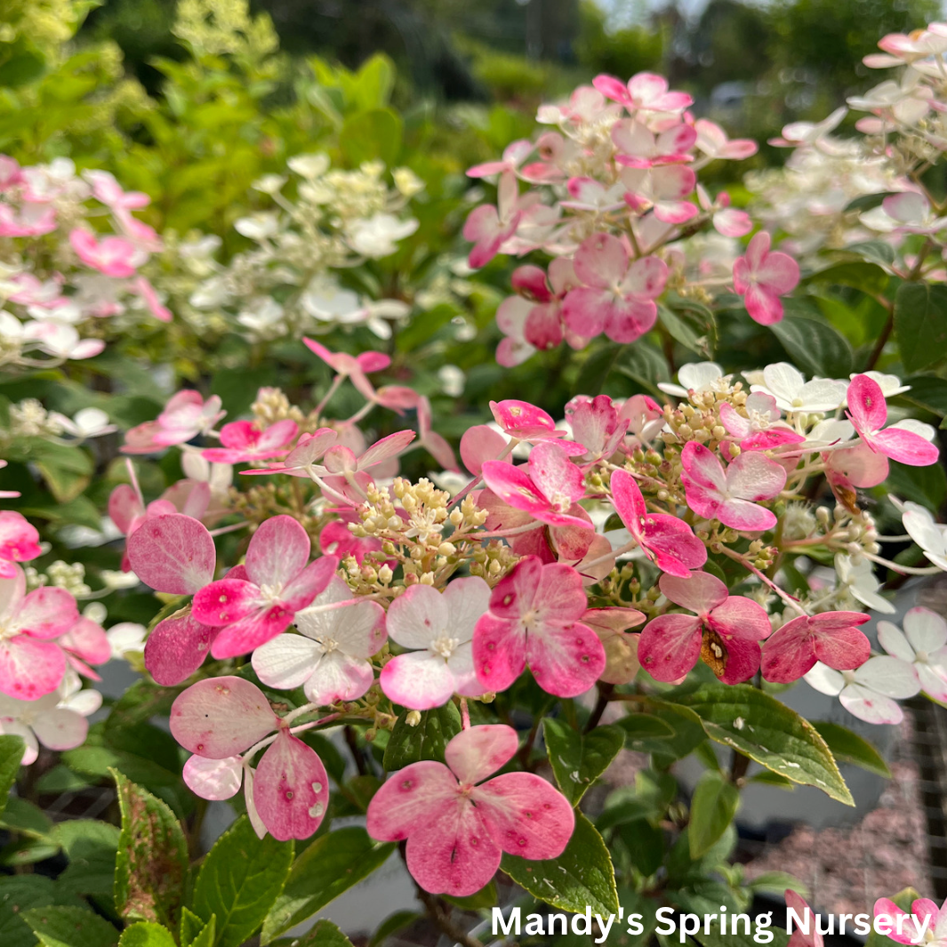 Little Quick Fire Hydrangea | Hydrangea paniculata