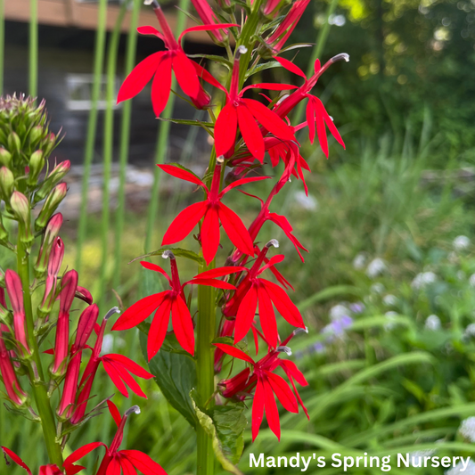 Cardinal Flower | Lobelia cardinalis