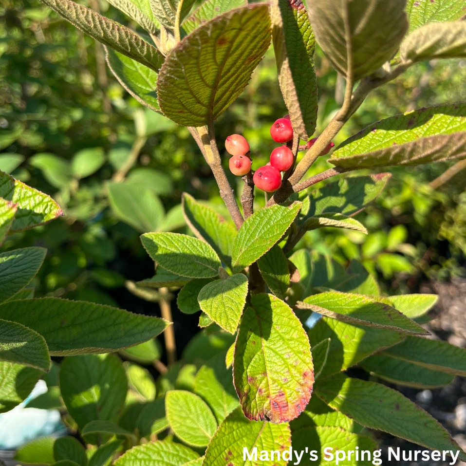 Mohican Viburnum | Viburnum lantana