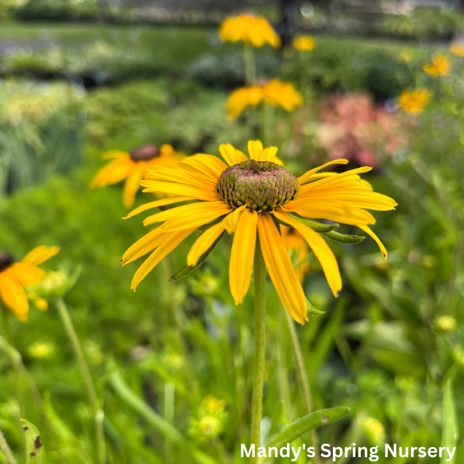 Prairie Blaze Black-Eyed Susan | Rudbeckia