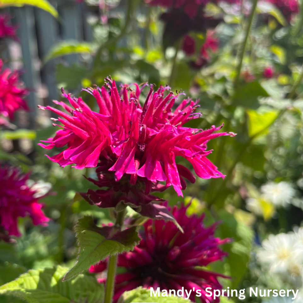 Fireball Bee Balm | Monarda didyma