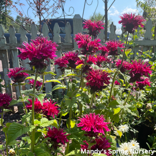 Fireball Bee Balm | Monarda didyma