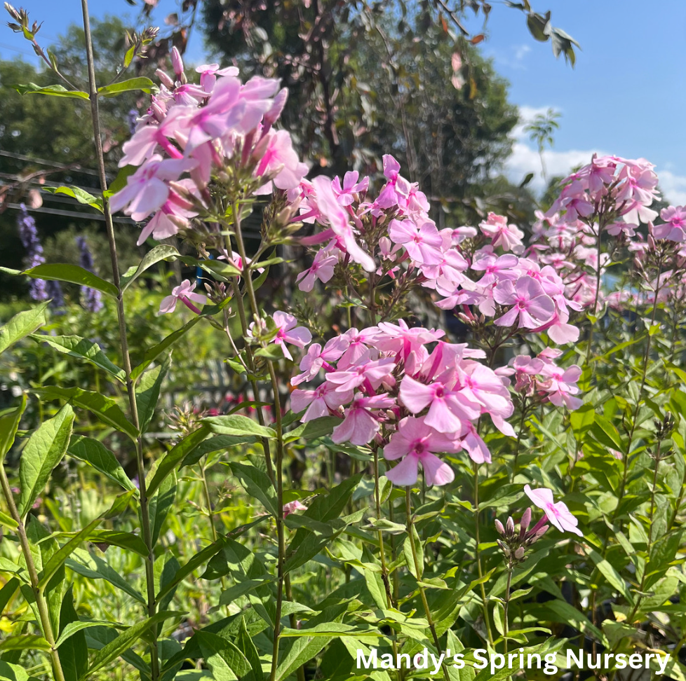 Thai Pink Jade Garden Phlox | Phlox Paniculata