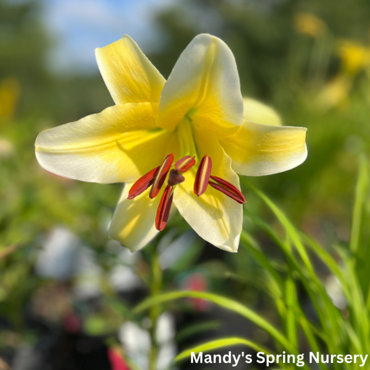 Honeymoon Oriental Lily | Lilium