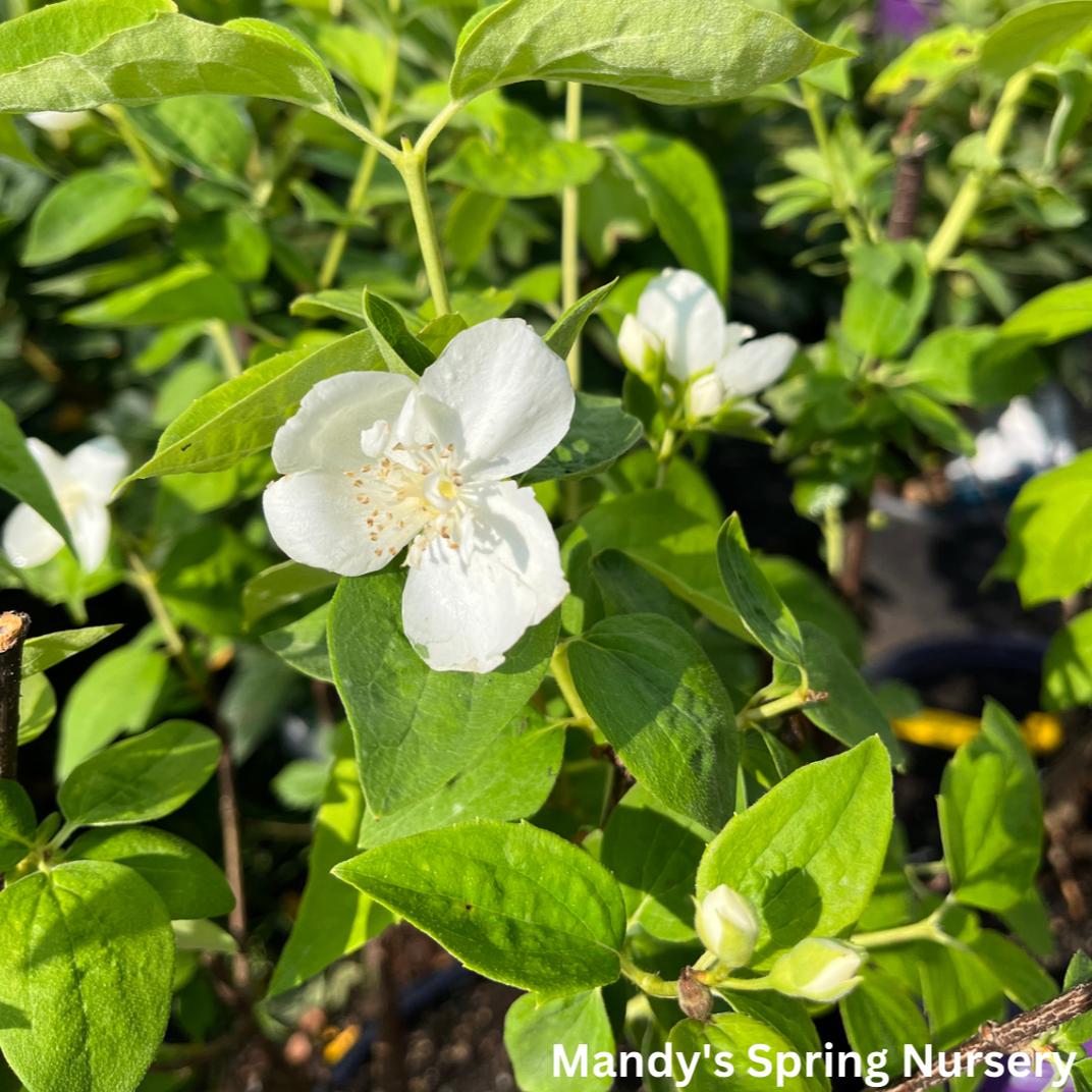 Snow White Mockorange | Philadelphus