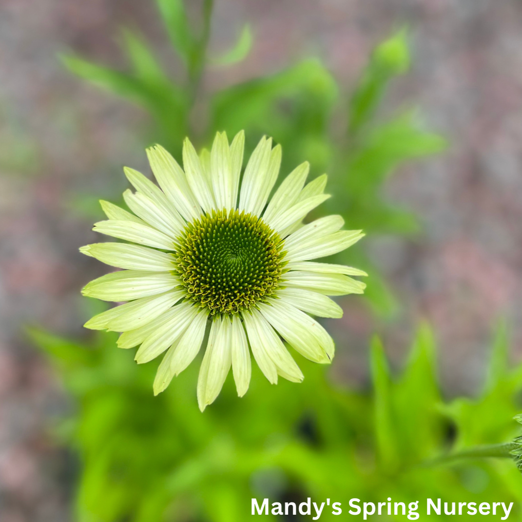 Green Jewel Coneflower | Echinacea purpurea