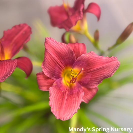 Ruby Stella Daylily | Hemerocallis 'Ruby Stella'