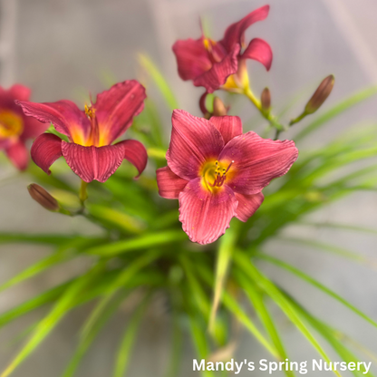 Ruby Stella Daylily | Hemerocallis 'Ruby Stella'
