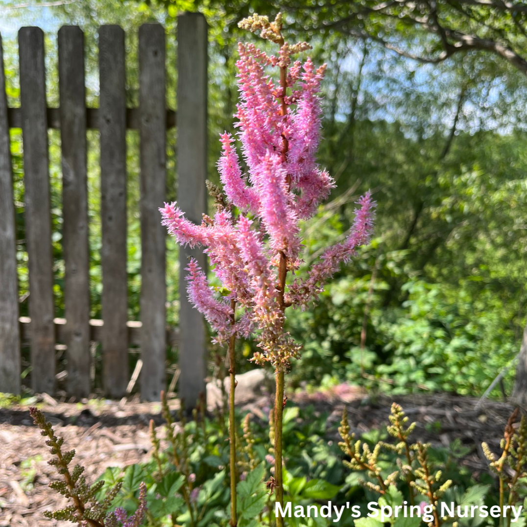 Pumila Astilbe | Astilbe chinensis