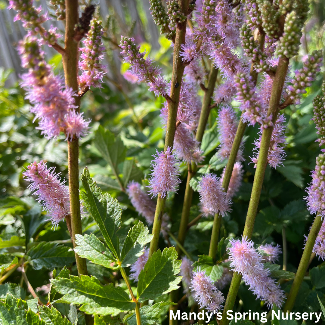 Pumila Astilbe | Astilbe chinensis