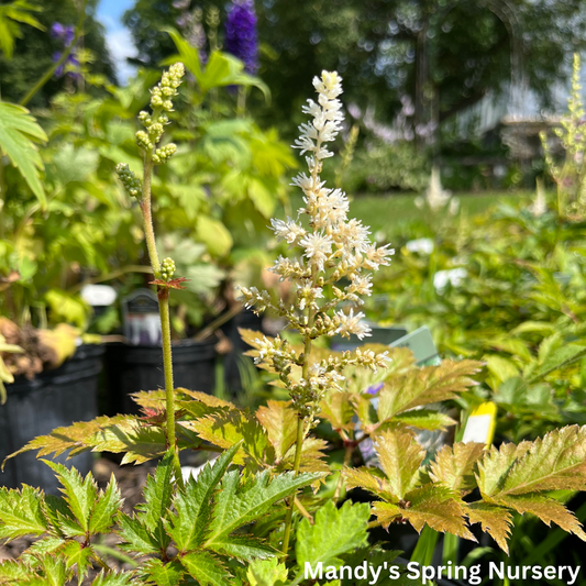 Visions in White Astilbe | Astilbe chinensis