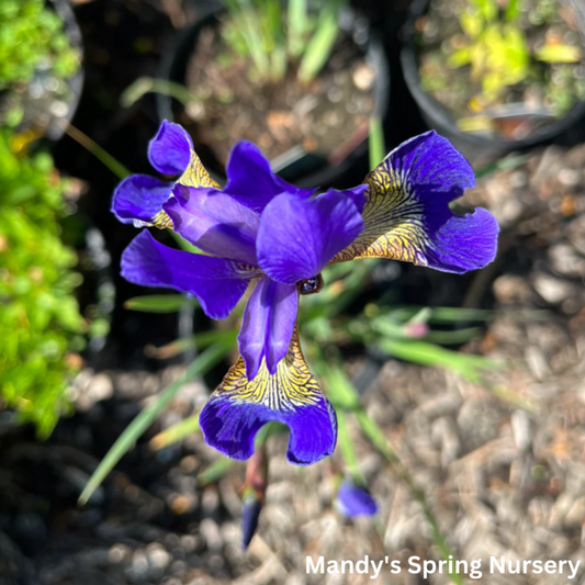 'Caesar's Brother' Siberian Iris | Iris siberica