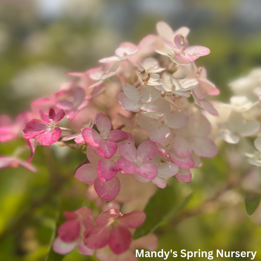 Berry White Hydrangea Tree | Hydrangea paniculata 'Renba'