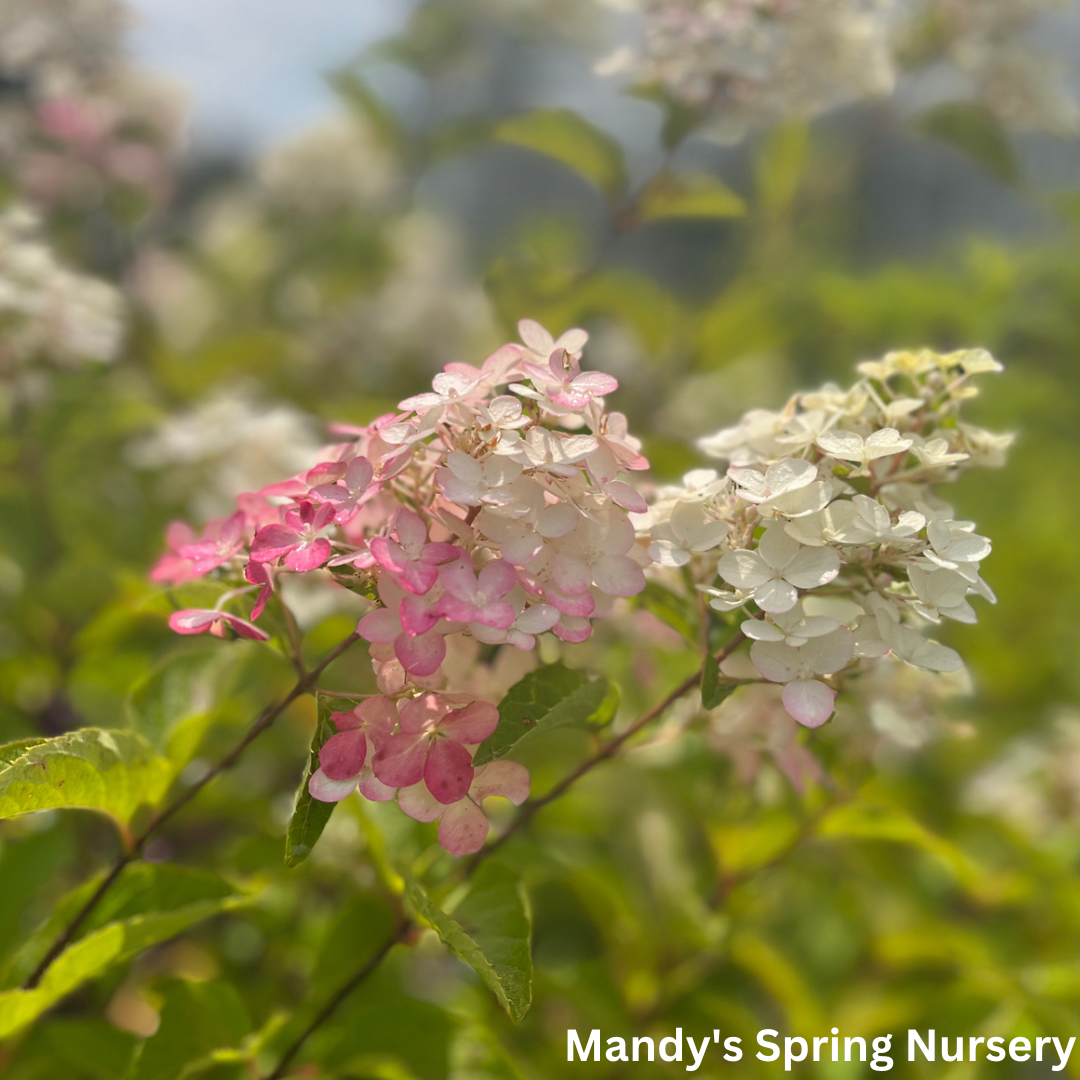 Berry White Hydrangea Tree | Hydrangea paniculata 'Renba'