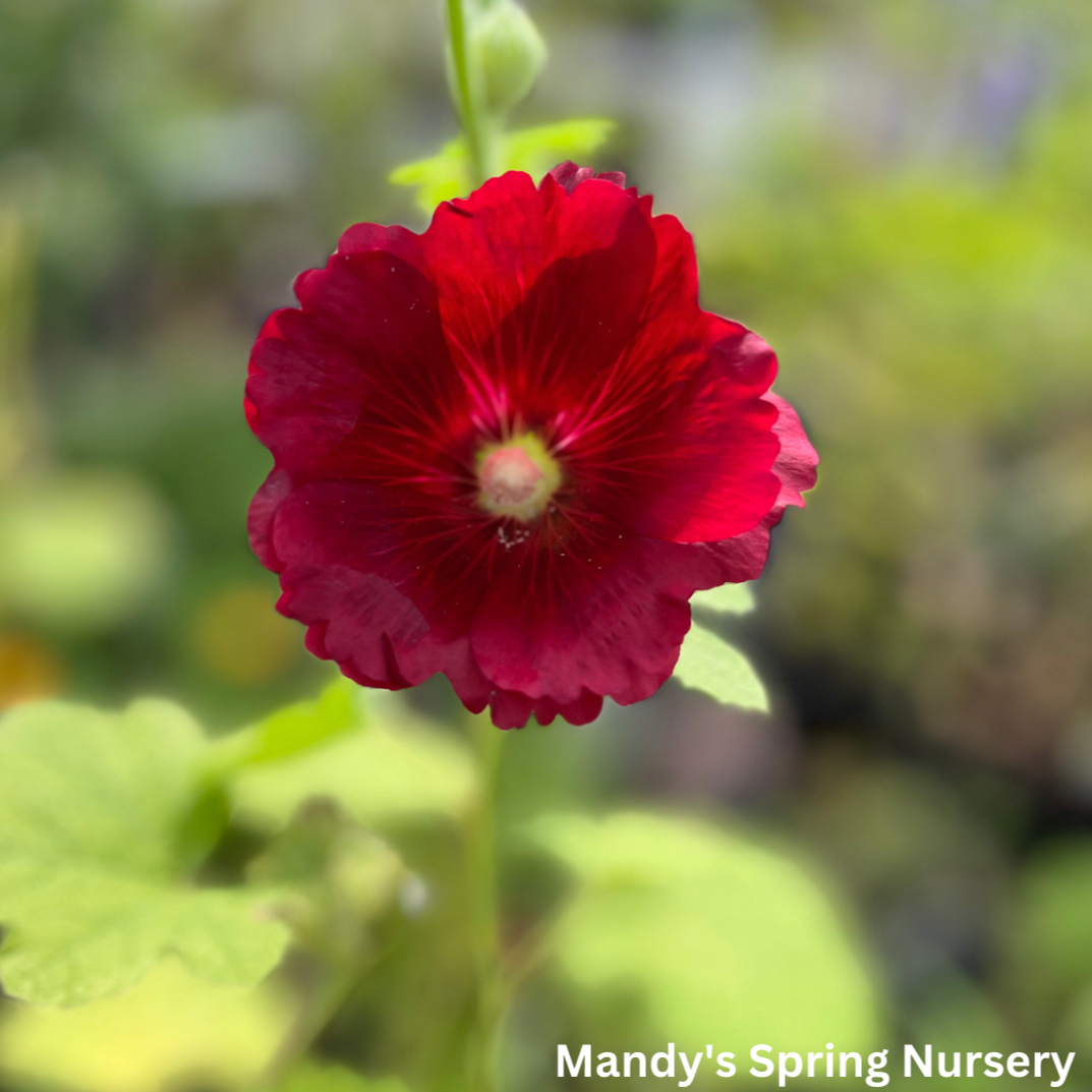 Indian Spring Hollyhock Mix | Alcea rosea