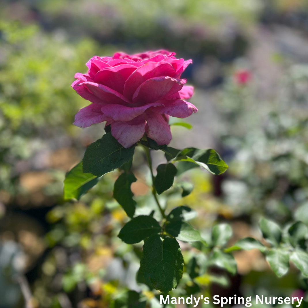 My Girl Easy Elegance Rose | Rosa