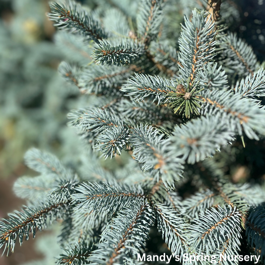 Baby Blue Spruce | Picea pungens 'Baby Blue'