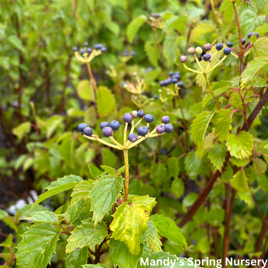 Chicago Lustre Viburnum Shrub | Viburnum dentatum