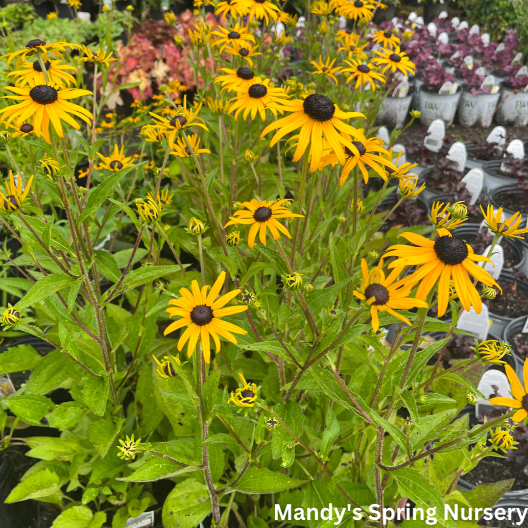 Rudbeckia Goldblitz Black-Eyed Susan