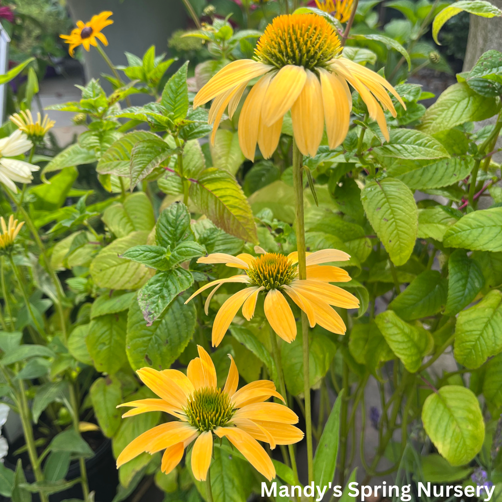 'Cheyenne Spirit' Coneflower | Echinacea 'Cheyenne Spirit'