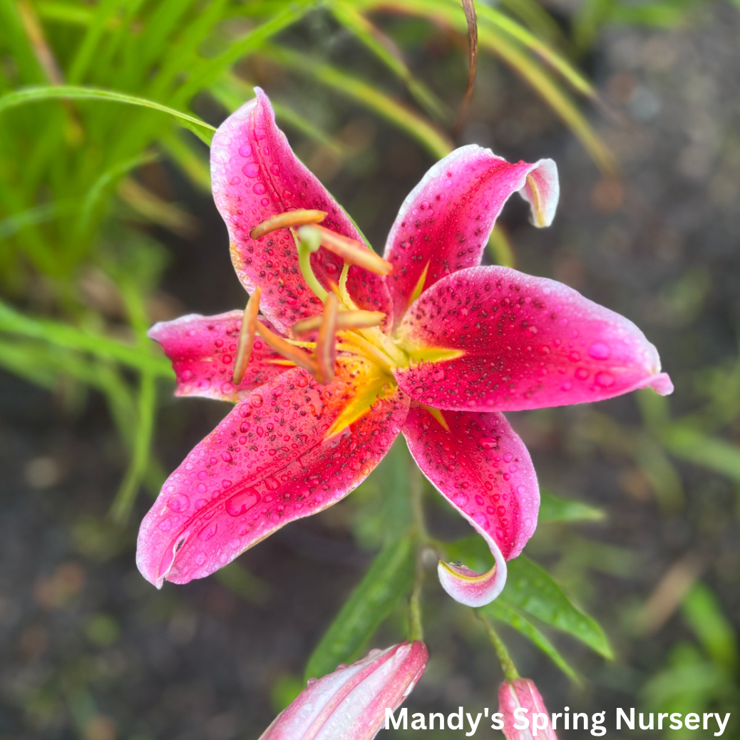 Stargazer Fragrant Lily | Lilium 'Stargazer'