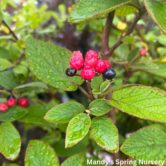 Mohican Viburnum | Viburnum lantana