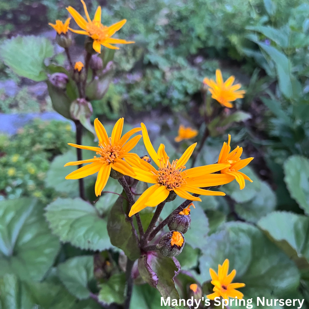 Midnight Lady Ligularia | Ligularia dentata 'Midnight Lady'