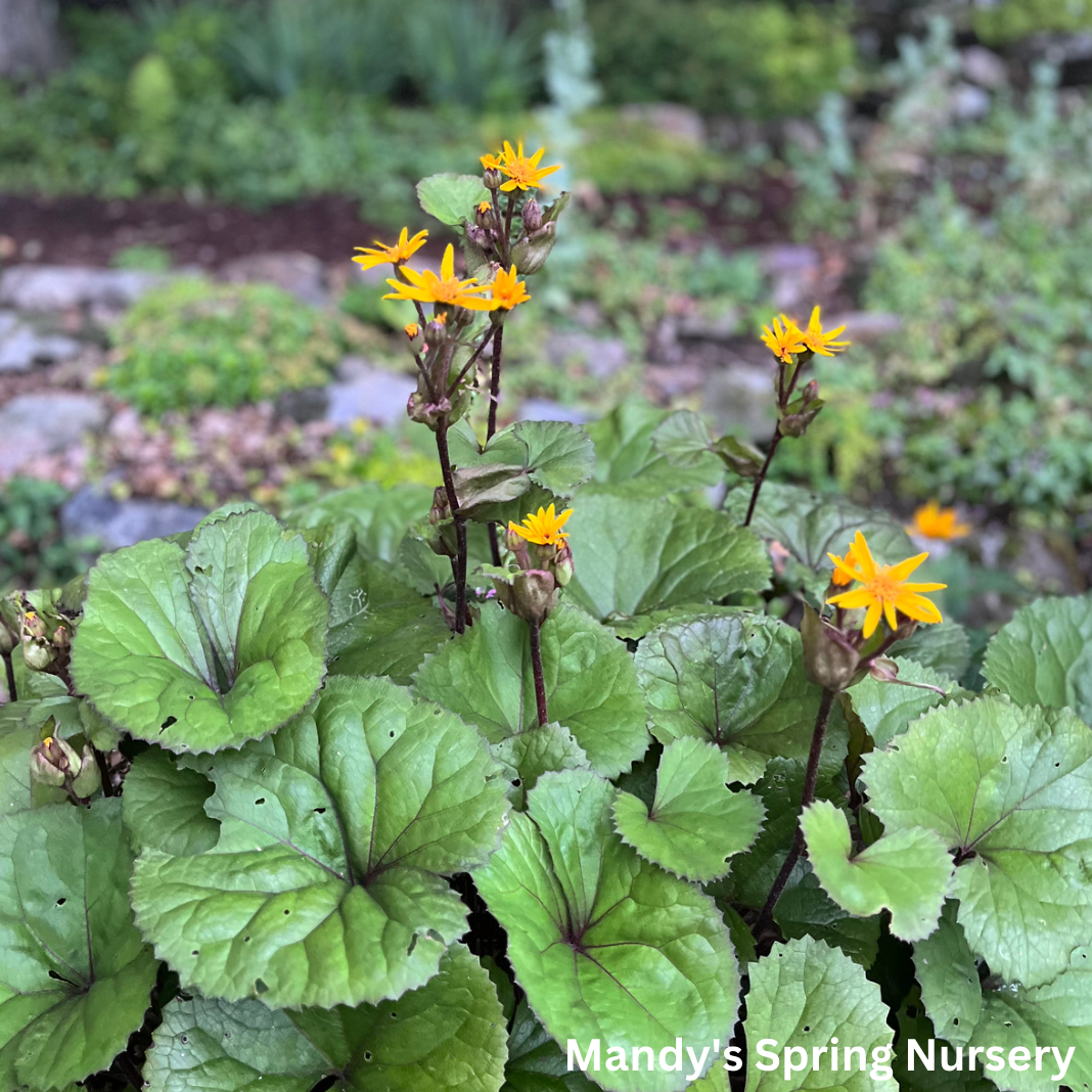 Midnight Lady Ligularia | Ligularia dentata 'Midnight Lady'