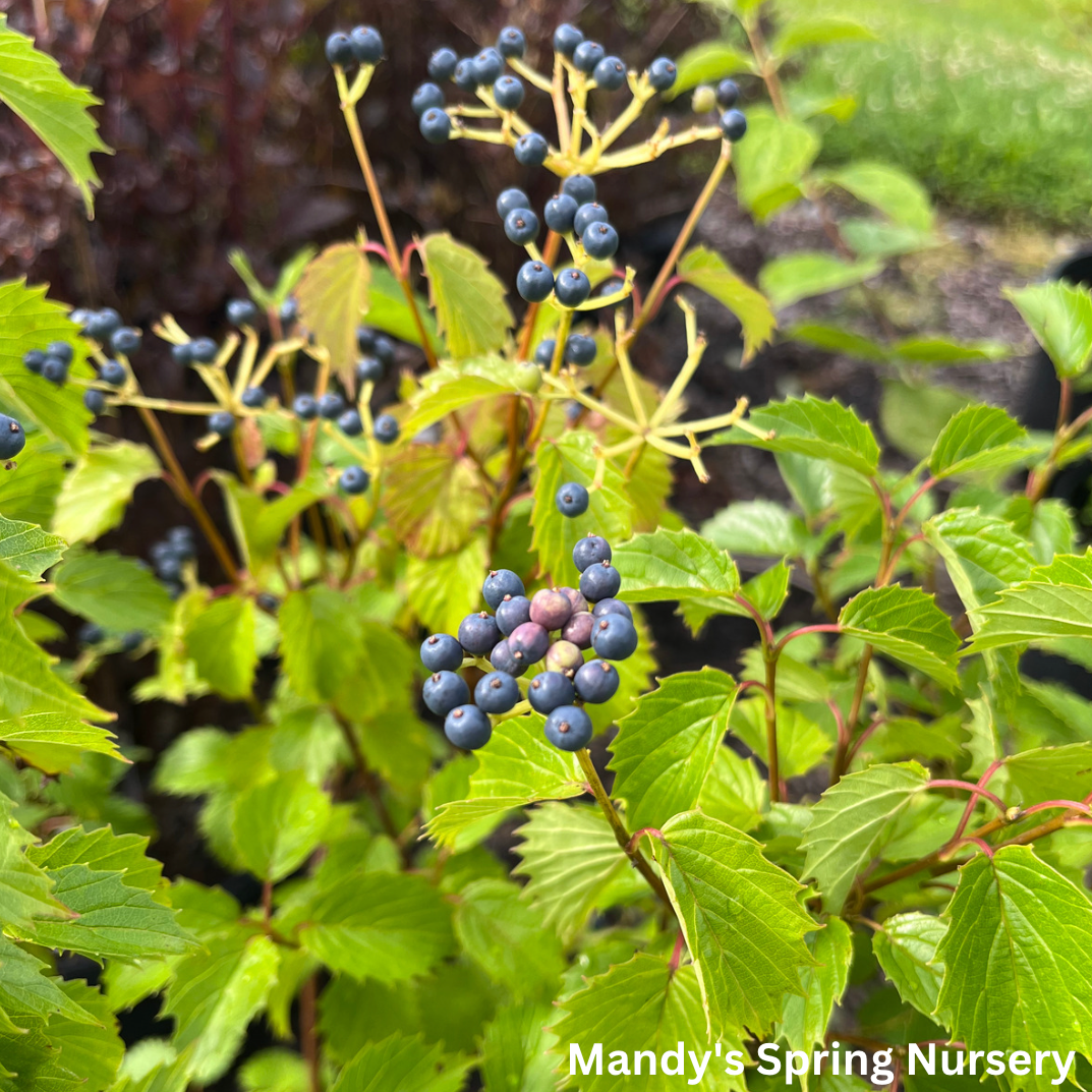 Blue Muffin Arrowwood Viburnum | Viburnum dentatum