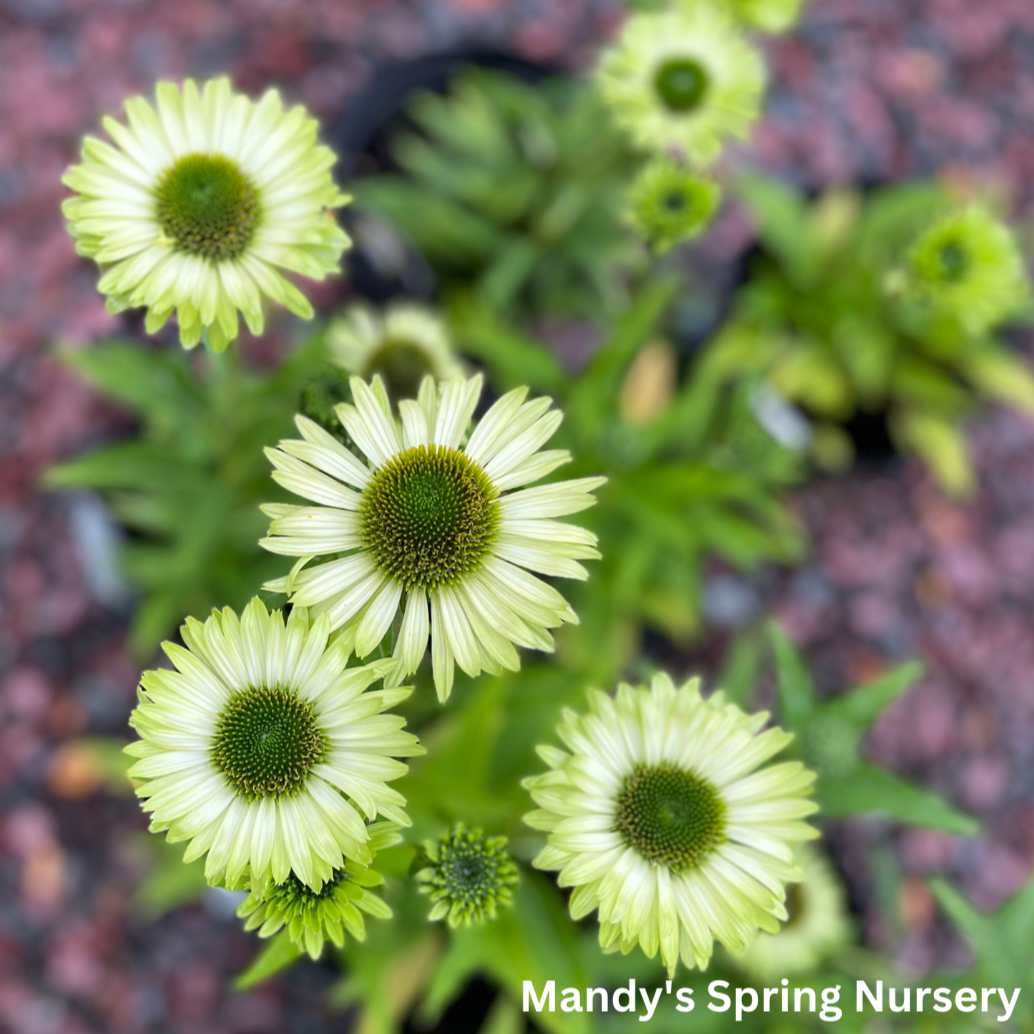 Green Jewel Coneflower | Echinacea purpurea