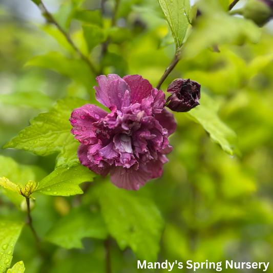 French Cabaret Rose of Sharon | Hibiscus syriacus